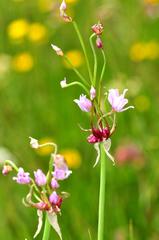 Allium geyeri tenerum