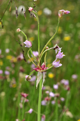 Allium geyeri tenerum