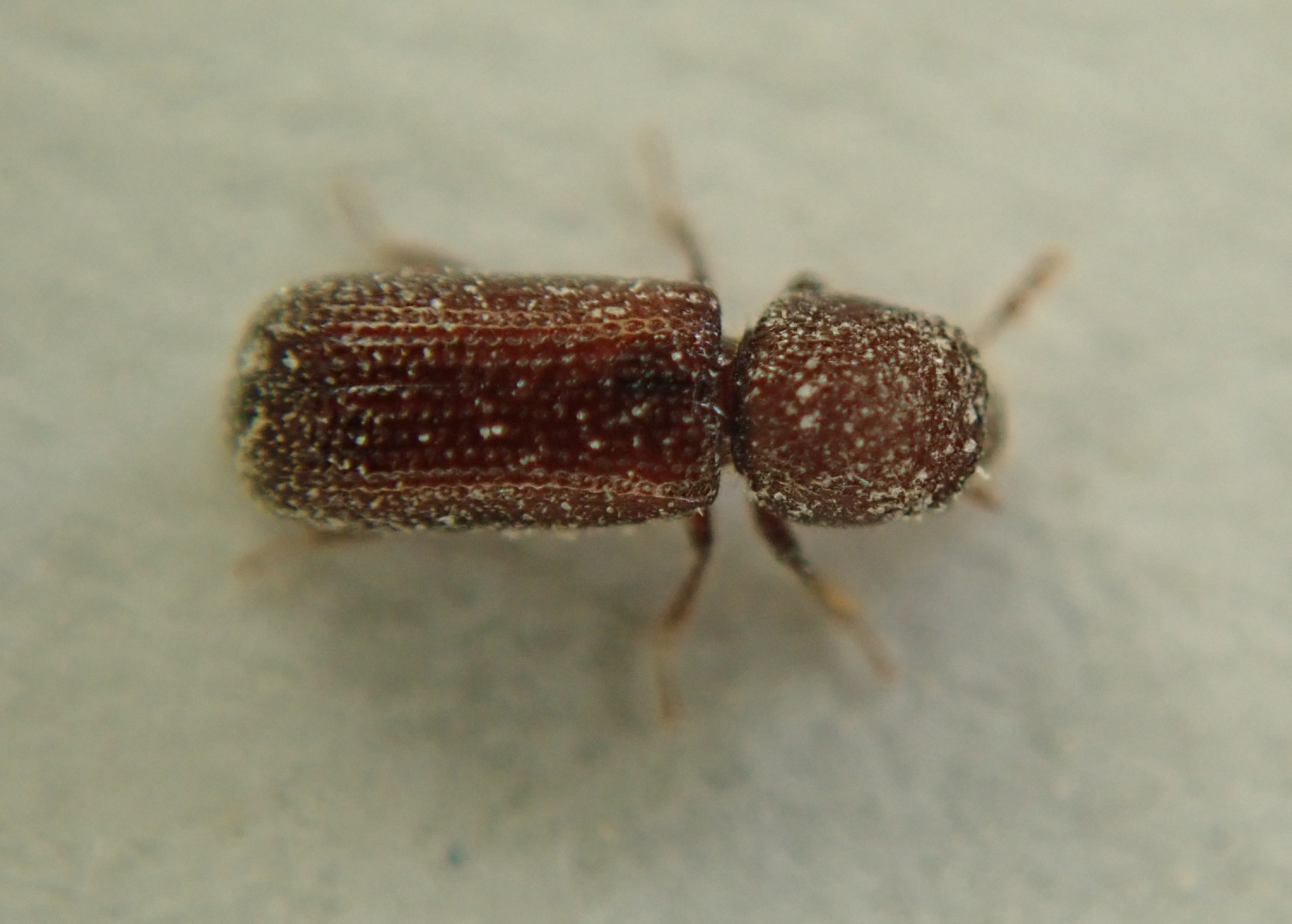 Rhyzopertha dominica (Fabricius, 1792)