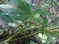 Scaphyglottis fasciculata