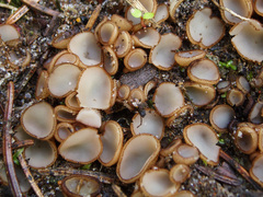 Trichophaea gregaria