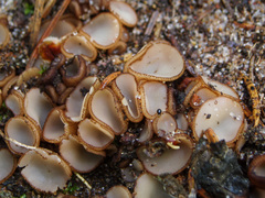 Trichophaea gregaria