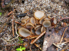 Trichophaea gregaria