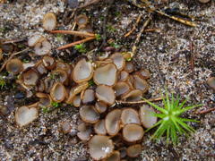 Trichophaea gregaria