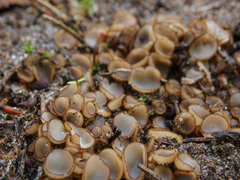 Trichophaea gregaria