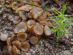 Trichophaea gregaria