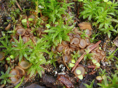 Trichophaea gregaria