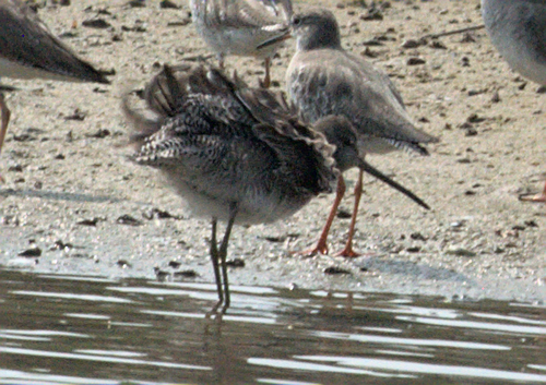 Tundraschlammläufer (Limnodromus scolopaceus)