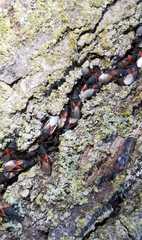 Oxycarenus lavaterae