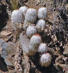 Oreocereus trollii