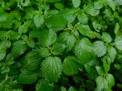 Urtica membranacea