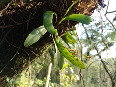 Stelis emarginata