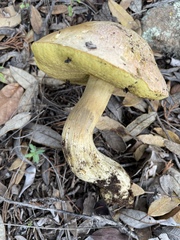 Butyriboletus pulchriceps