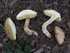Butyriboletus pulchriceps