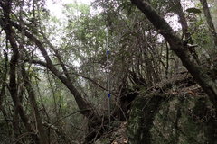 Trichocladus ellipticus