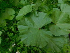 Malva multiflora