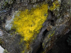 Chrysothrix insulizans