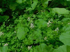 Fumaria capreolata