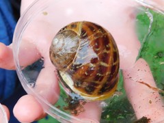 Cornu aspersum