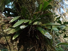 Stelis emarginata