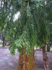 Taxus baccata