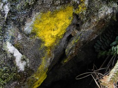 Chrysothrix insulizans