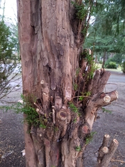 Taxus baccata