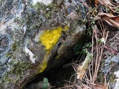 Chrysothrix insulizans