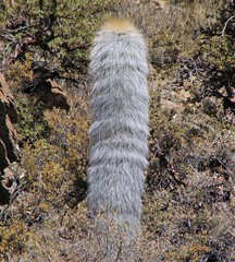 Trichocereus tarijensis