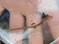 Lumbricidae