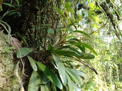 Stelis emarginata