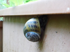 Cornu aspersum
