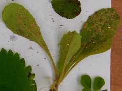 Urospermum picroides