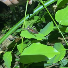 Prionolomia