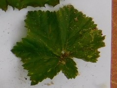 Malva multiflora