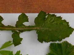 Sonchus oleraceus