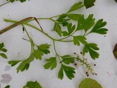 Fumaria capreolata