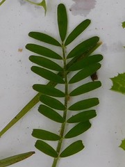 Onobrychis squarrosa