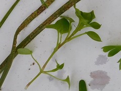 Stellaria media