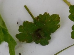 Lamium amplexicaule