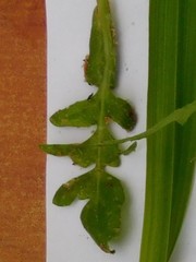 Capsella bursa-pastoris