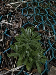 Pseudognaphalium hypoleucum