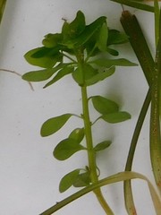 Euphorbia peplus