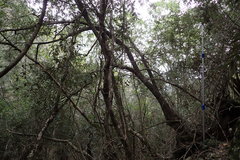 Trichocladus ellipticus