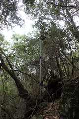 Trichocladus ellipticus