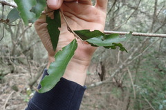 Trichocladus ellipticus