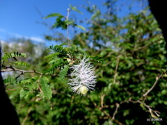 Dichrostachys unijuga