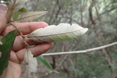 Trichocladus ellipticus