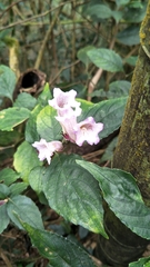 Strobilanthes pentastemonoides