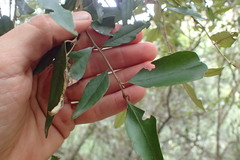 Trichocladus ellipticus